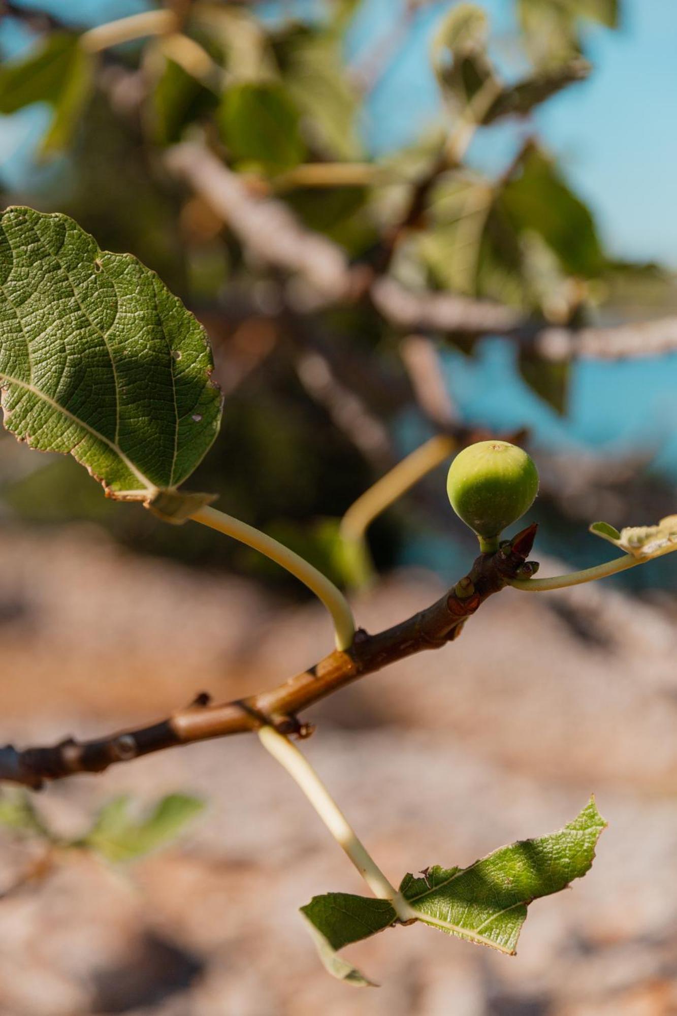 Glamping Resort Festa Kornati Pristanisce ภายนอก รูปภาพ